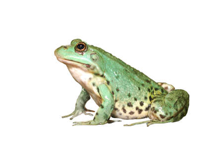 European common green frog in terrariumの写真素材