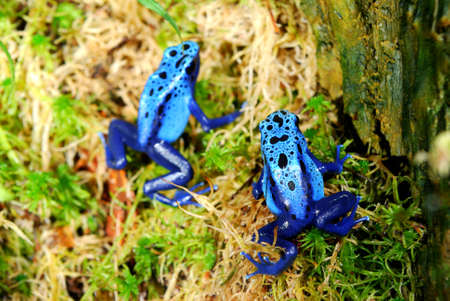colorful blue frog Dendrobates tinctorius