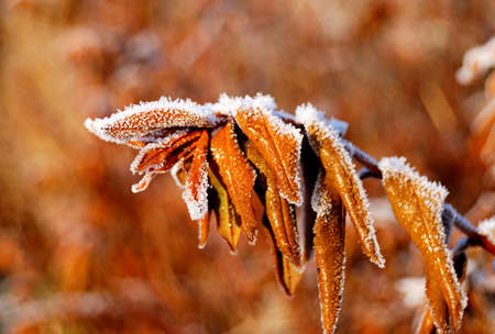 autumn leafs with hoar frost