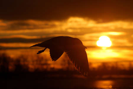 bird flying at the epic sunsetの写真素材