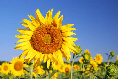 sunflowers in the field in summerの写真素材