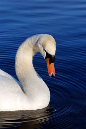 white swan on blue still waterの写真素材