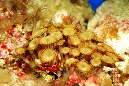 Sea anemones  in marine aquarium