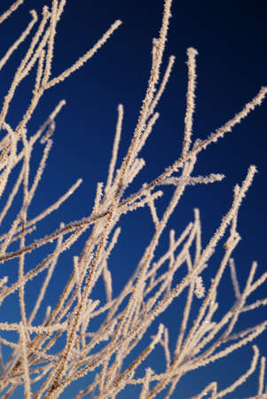 frost on tree in winter
