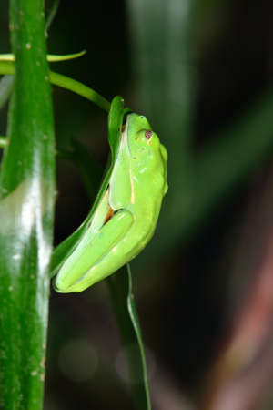 red-eye frog  Agalychnis callidryas in terrarium
