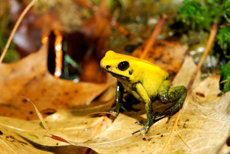 colorful yellow frog Fillobates terribilis