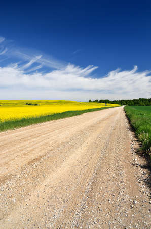 countryside road and yellow rapeseed fieldの写真素材