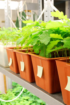 plants are being grown in laboratory