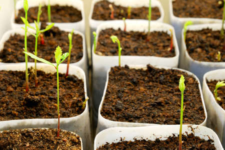 plants are being grown in laboratory