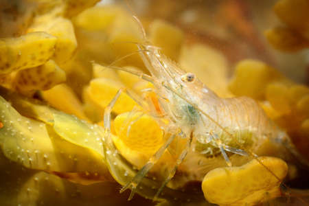 Common baltic shrimp in natural environmentの写真素材