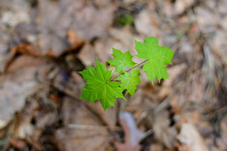 new leaves on tree in spring