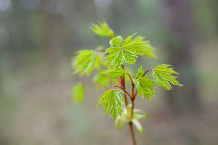 new leaves on tree in spring