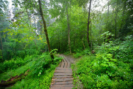 staiway in forest disappearing in fog
