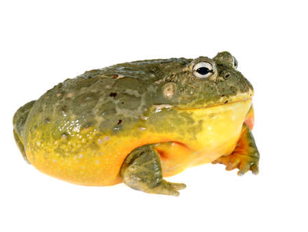 The African bullfrog Pyxicephalus adspersus isolated on whiteの写真素材