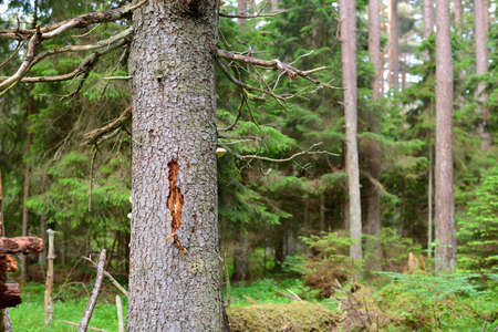 dark pine forest scene