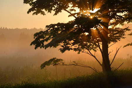 Sunbeams in tree's foliage