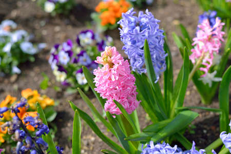 hyacinth flowers close-up in the gardenの写真素材