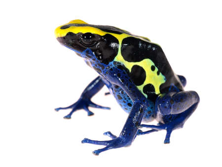 Blue dyeing dart frog Dendrobates tinctorius isolated on white