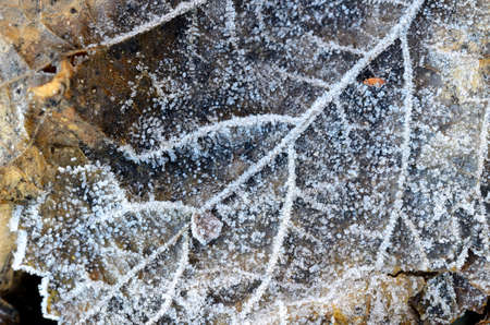 hoar-frost on leavesの写真素材
