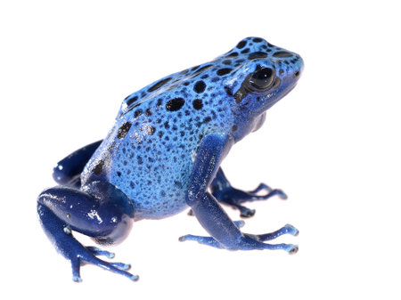 Blue dyeing dart frog Dendrobates tinctorius azureus isolated on whiteの写真素材