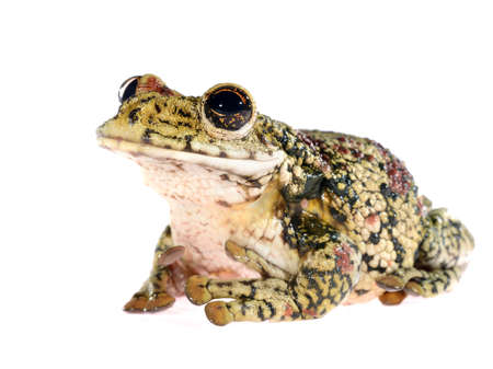 black-spotted casque-headed tree frog Trachycephalus nigromaculatus isolated