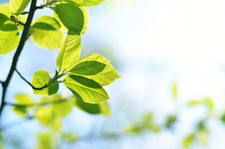 green tree branch with new leaves close-up in spring