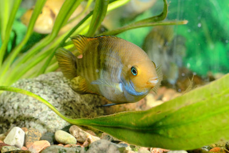 Cichlasoma sajica fish in aquarium