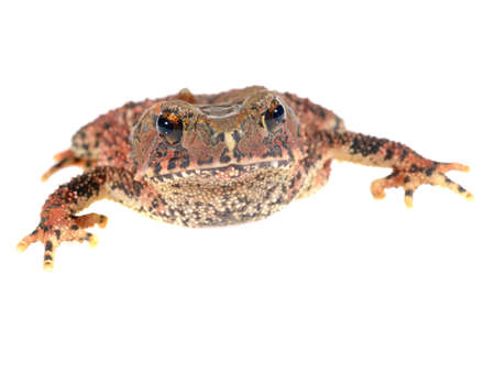 Bony-headed toad Ingerophrynus galeatus isolated on whiteの写真素材
