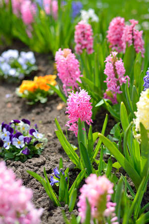 hyacinth flowers close-up in the gardenの写真素材