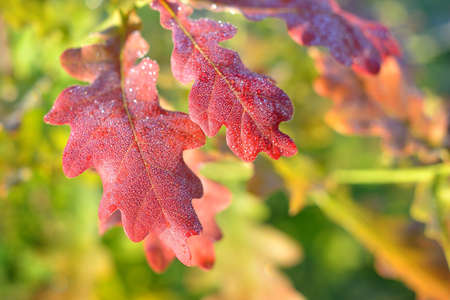 close-up of a red saturated oak leaves. Shallow depth of field