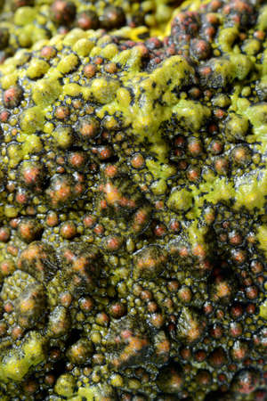 The Mossy Frog Theloderma corticale skin close-up
