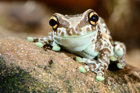 Colorful frog in terrarium