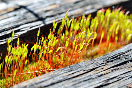 close-up of a colorful moss with sporesの写真素材
