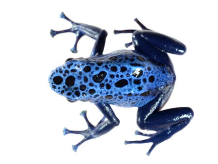 Blue dyeing dart frog Dendrobates tinctorius azureus isolated on whiteの写真素材