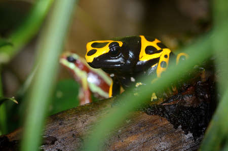 Colorful frog in terrarium