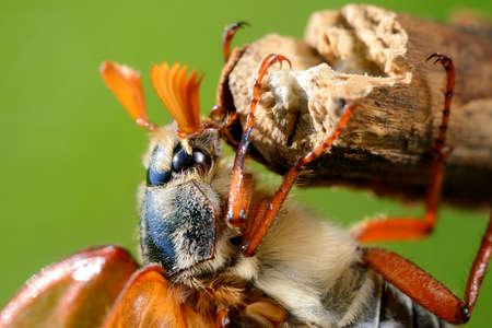 Cockchafer or May bug (Melolontha melolontha) in natural environmentの写真素材
