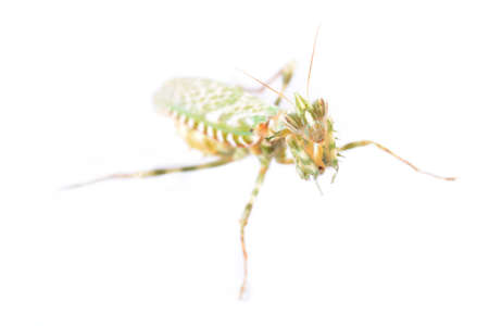 Praying mantis Blepharopsis meniÑa isolatedの写真素材