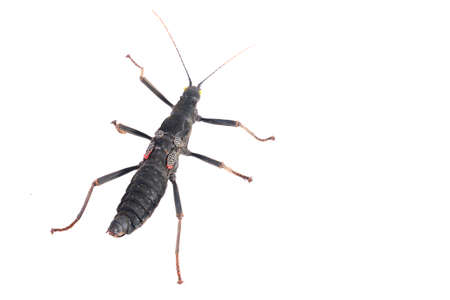 black stick insect Peruphasma schultei isolated