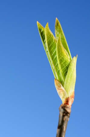 green tree bud close-up against blue sky in springの写真素材