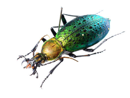 Colorful ground beetle isolated