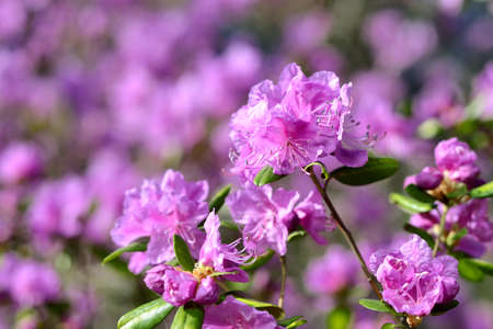 pink flowers in spring