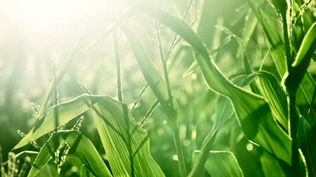 corn field close-up at the sunsetの写真素材