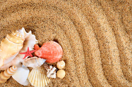 sea star and shells on the sandy beach