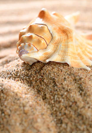 sea shell on the sandy beach