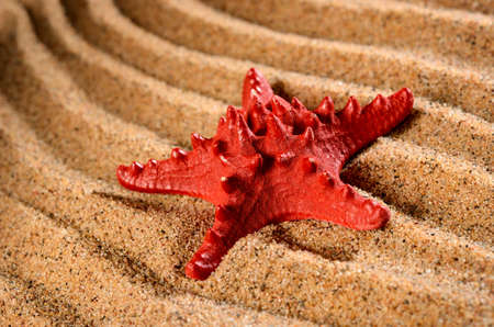 sea star on the sandy beachの写真素材