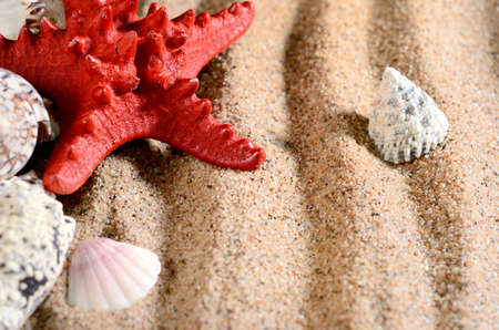 sea star and shells on the sandy beach