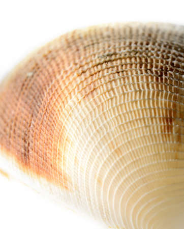 sea shell close-up isolated