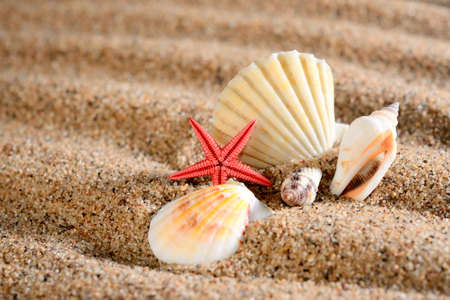 sea star and shells on the sandy beach