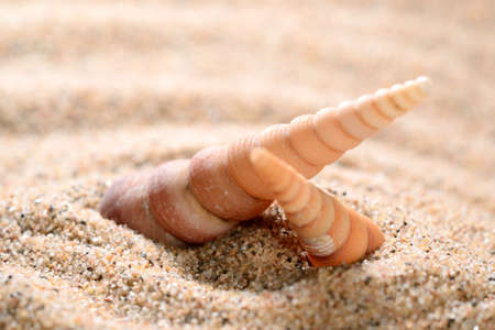 sea shells on the sandy beachの写真素材