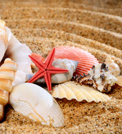 sea star and shells on the sandy beach